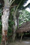 familia Arecaceae. Ствол. Папуа Новая Гвинея, регион Момасе, провинция Восточный Сепик, река Юэт, деревня Kanduanum. 27.08.2009.