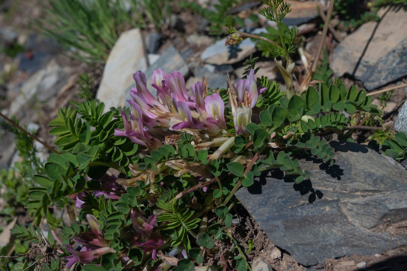 Изображение особи Astragalus buschiorum.