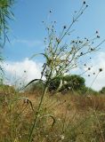 Cephalaria joppensis