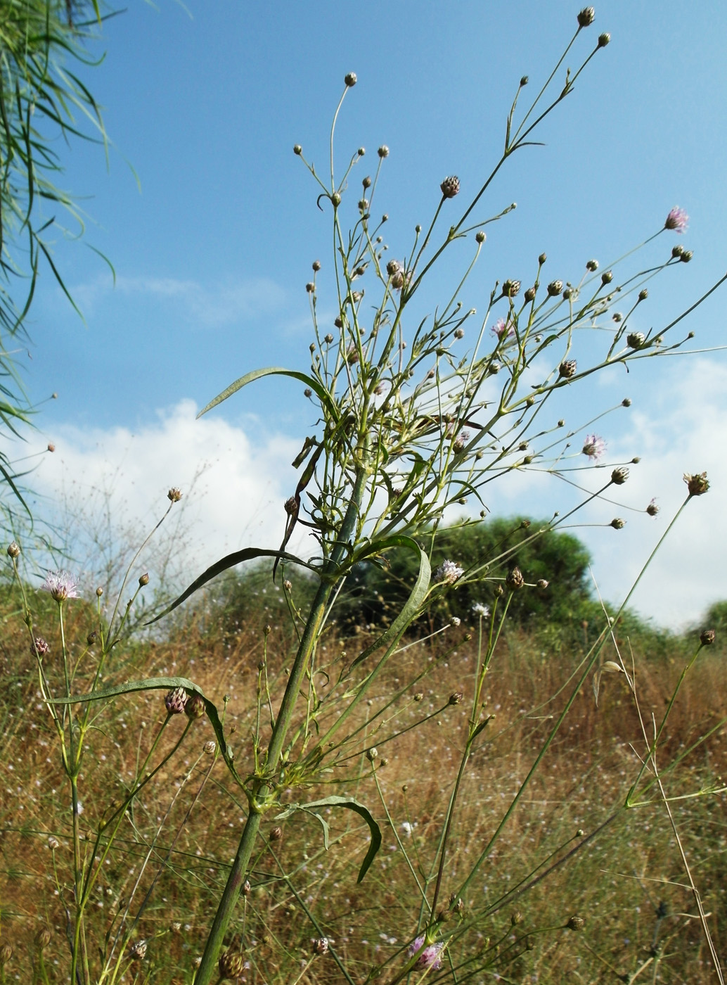 Изображение особи Cephalaria joppensis.