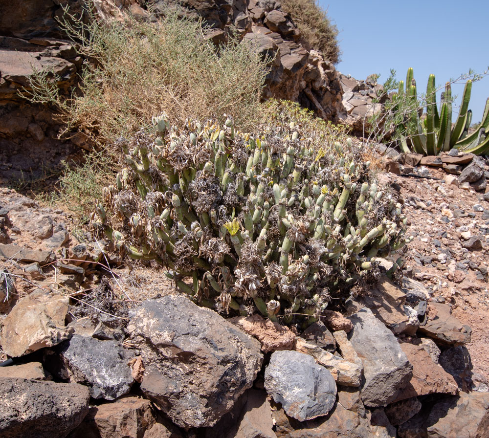 Image of Kleinia neriifolia specimen.