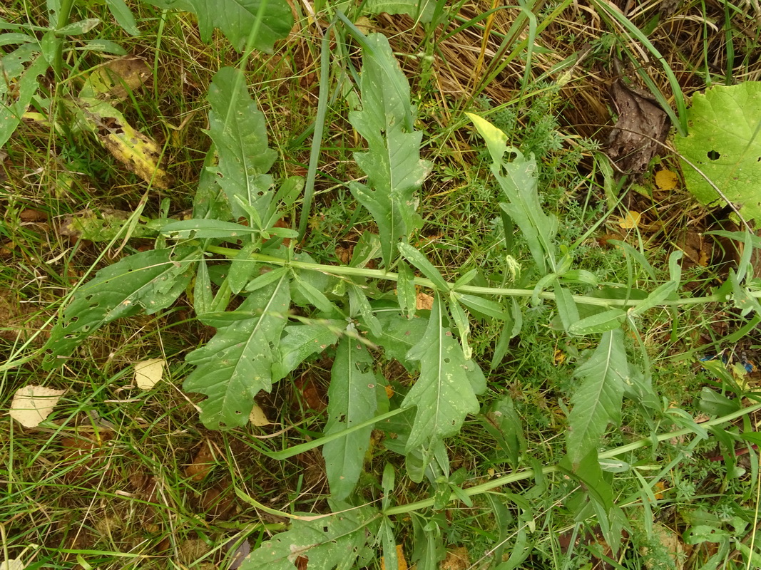 Изображение особи Cirsium arvense.