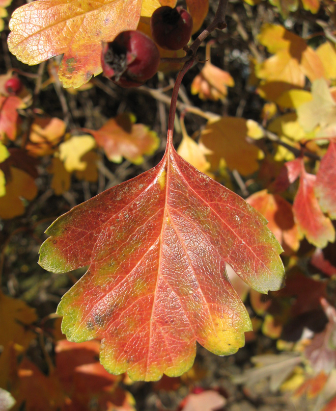 Image of Crataegus × media specimen.