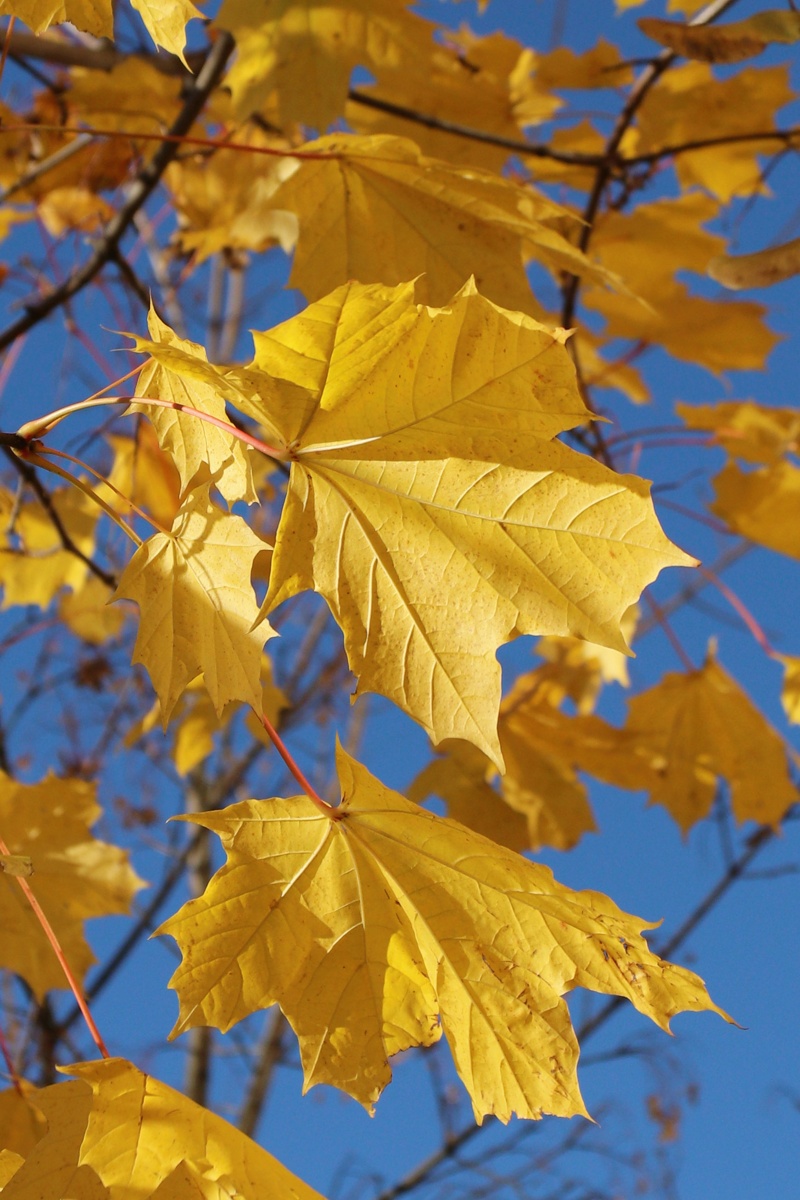 Image of Acer platanoides specimen.