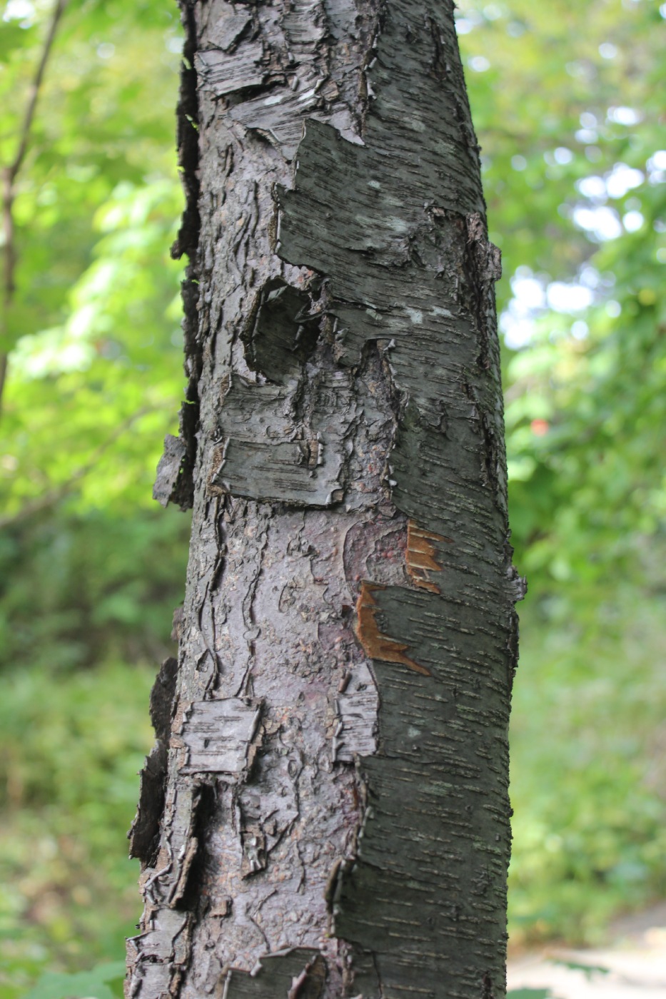 Изображение особи Betula schmidtii.