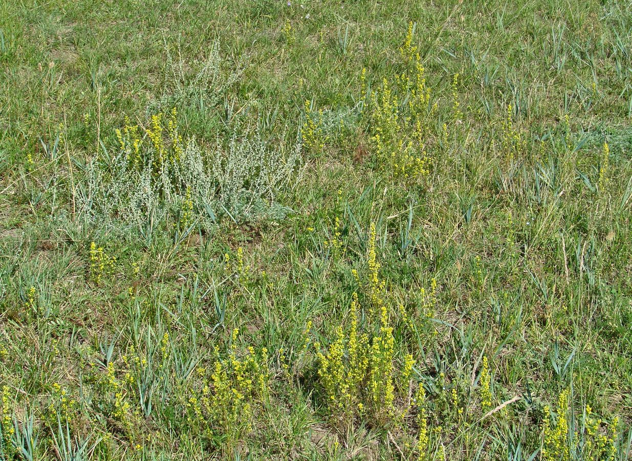 Изображение особи Artemisia palustris.