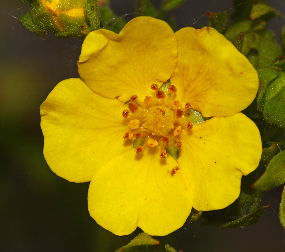 Image of Potentilla acervata specimen.