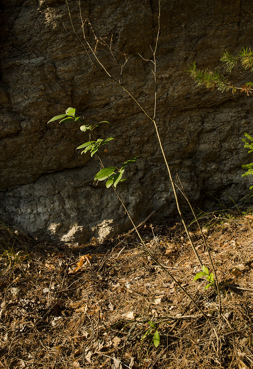 Image of Rhamnus cathartica specimen.