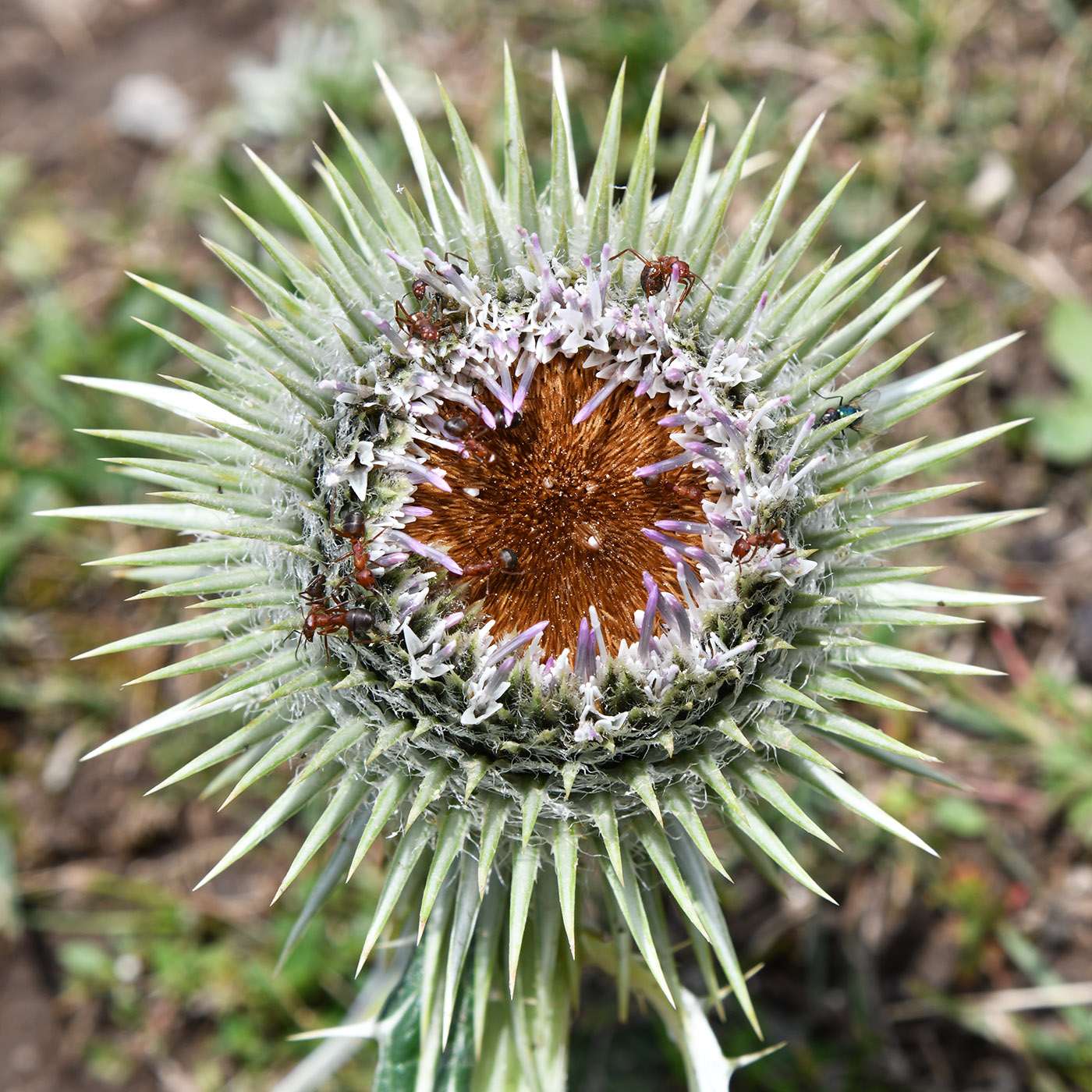 Image of Alfredia nivea specimen.