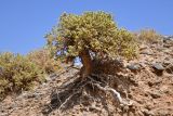 Arthrophytum longibracteatum