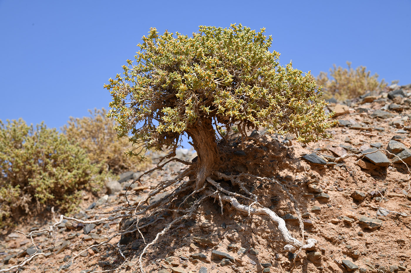 Изображение особи Arthrophytum longibracteatum.