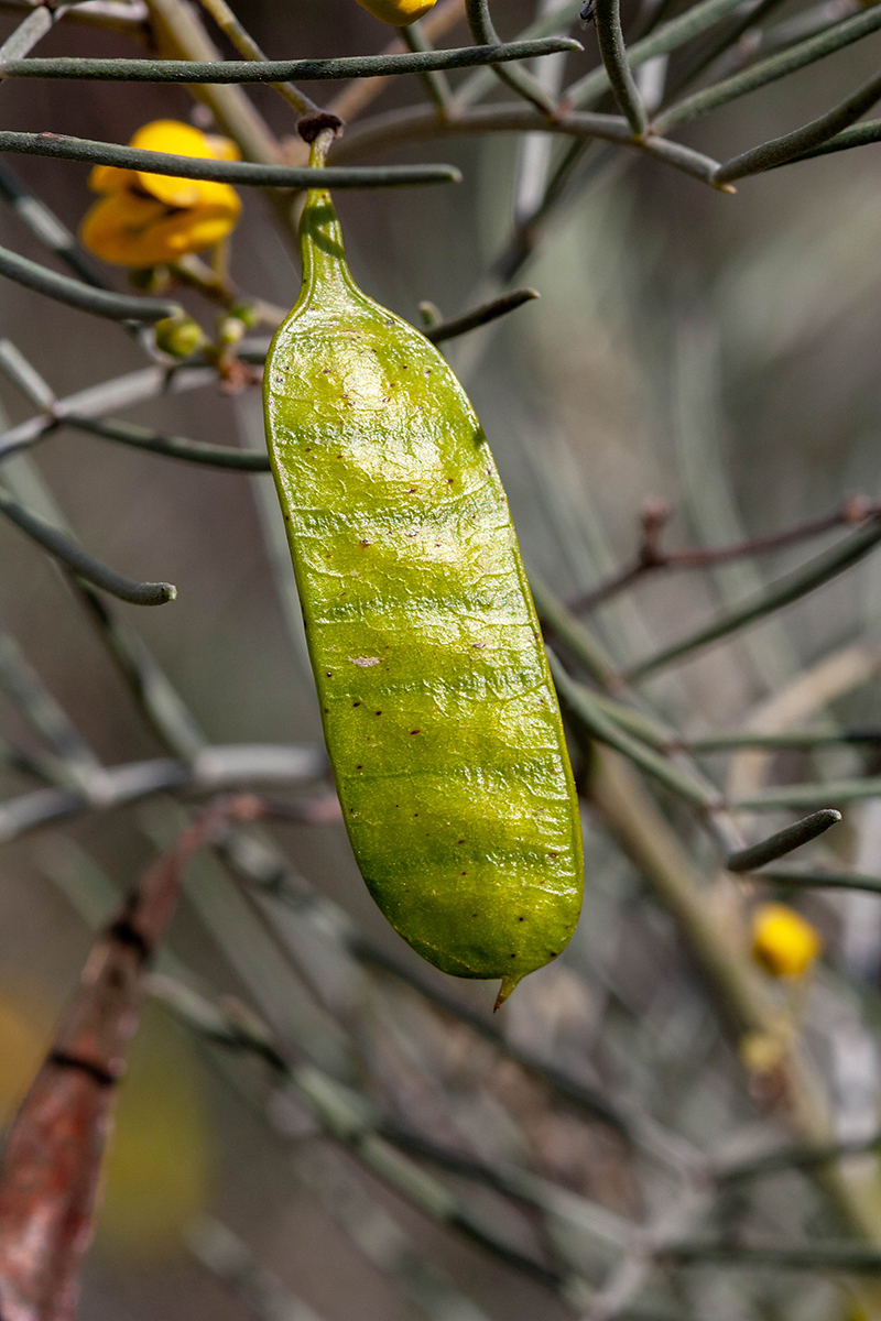 Image of Senna artemisioides specimen.