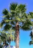 Washingtonia robusta