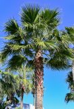 Washingtonia robusta. Крона и верхняя часть ствола вегетирующего растения. Марокко, обл. Касабланка - Сеттат, г. Касабланка, в культуре. 30.12.2022.