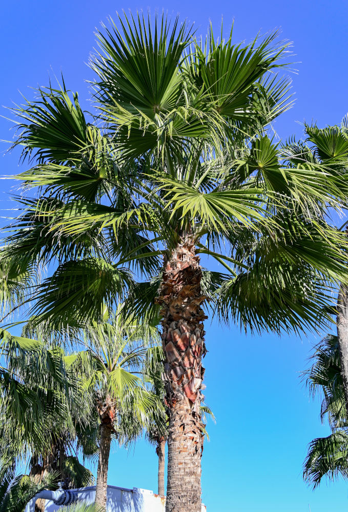 Image of Washingtonia robusta specimen.