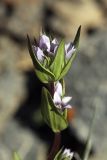 Gentianella turkestanorum. Соцветие. Южный Казахстан, Таласский Алатау, ущелье Коксай, высота 2600 м н.у.м. 20.07.2010.