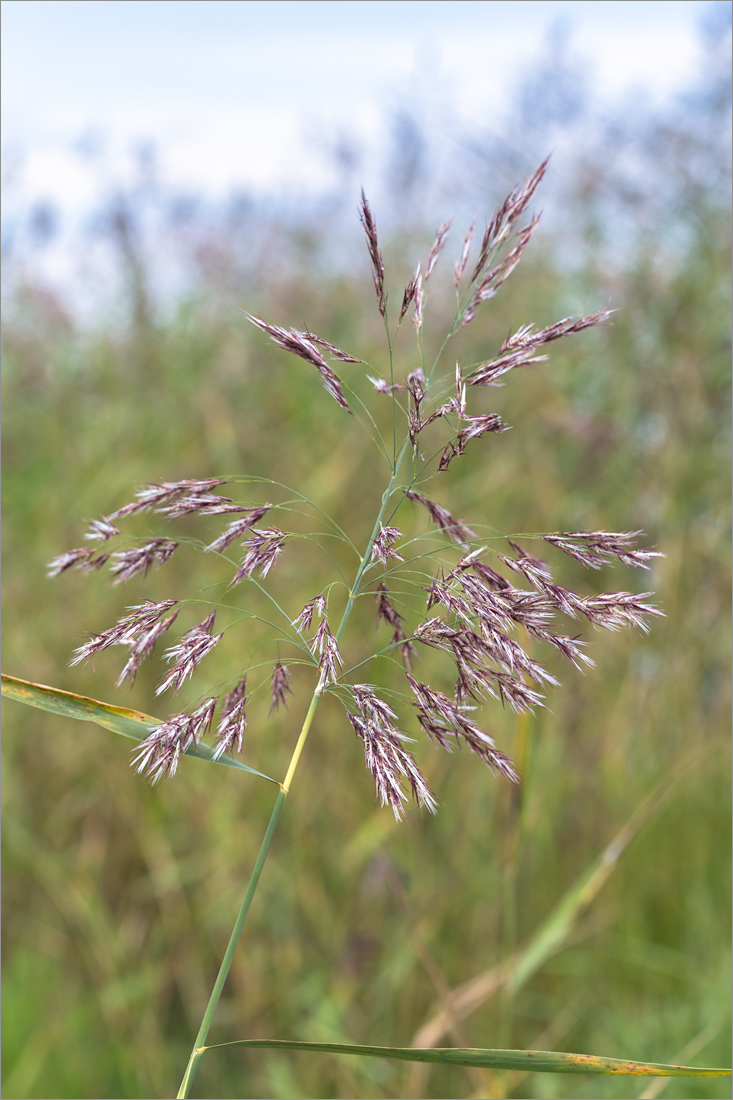 Изображение особи Phragmites australis.