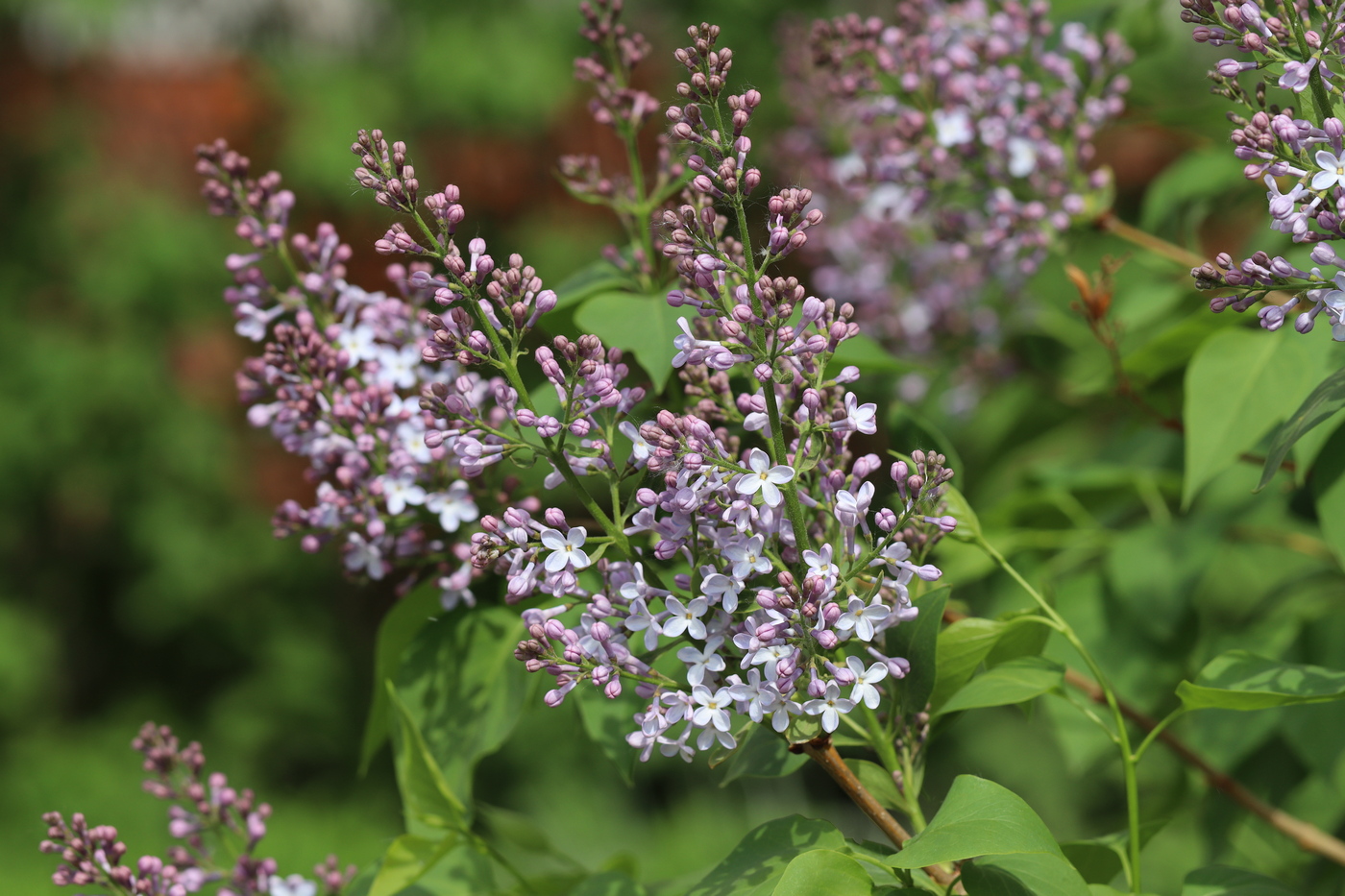 Image of Syringa vulgaris specimen.