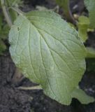 Borago officinalis. Лист. Пермский край, г. Пермь, Кировский р-н, клумба у жилого дома. 02.07.2022.