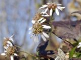 Aster ageratoides. Отцветающие соцветия-корзинки. Приморский край, Шкотовский р-н, пос. Подъяпольск, широколиственный лес на вершине небольшой сопки. 23.10.2022.