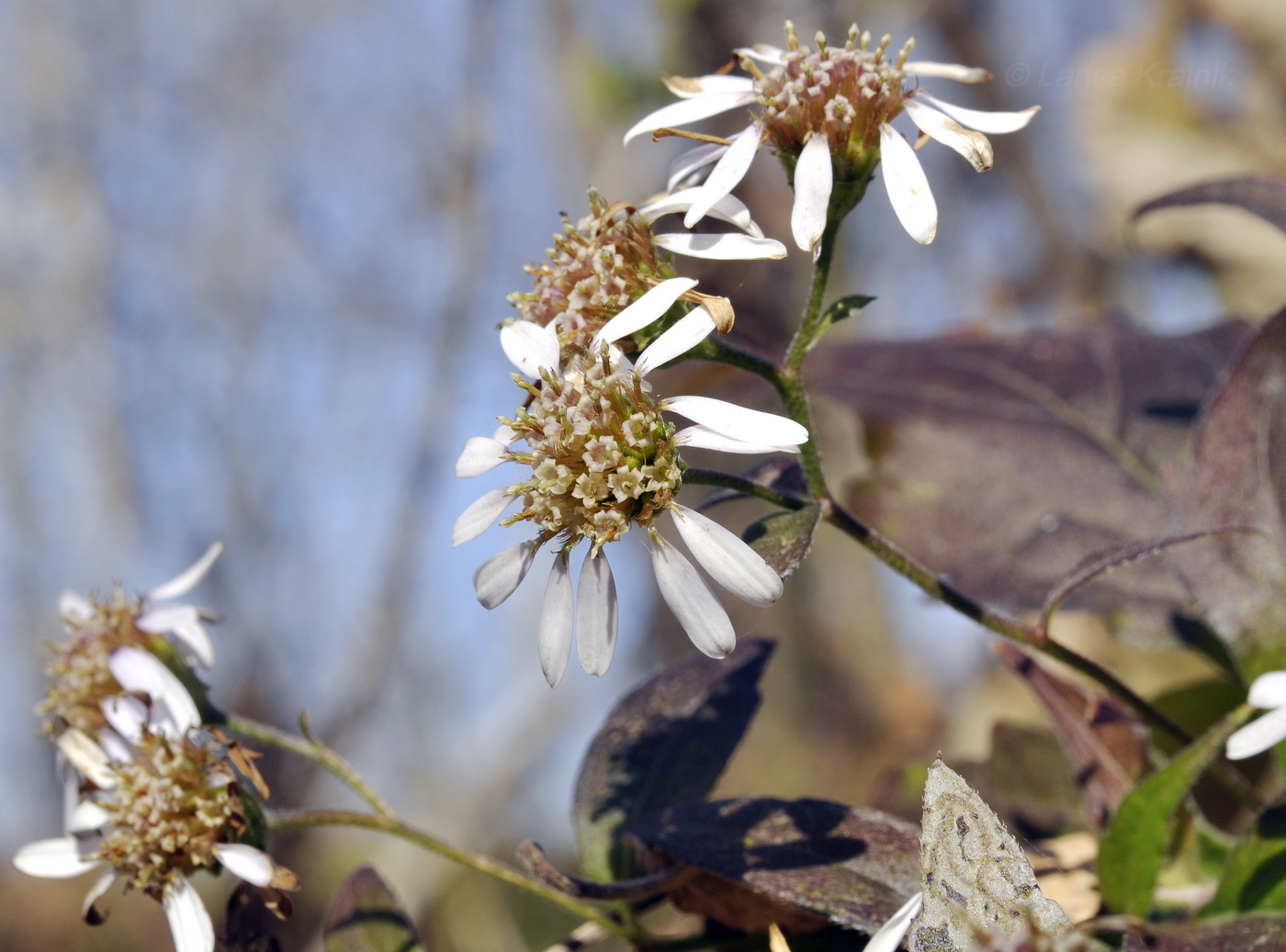 Изображение особи Aster ageratoides.