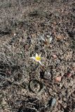 Tulipa buhseana