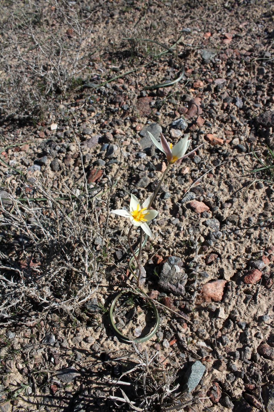 Image of Tulipa buhseana specimen.