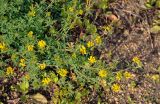 Medicago falcata. Верхушки побегов с соцветиями. Алтайский край, Змеиногорский р-н, восточный берег оз. Колыванское, у воды. 28.06.2021.