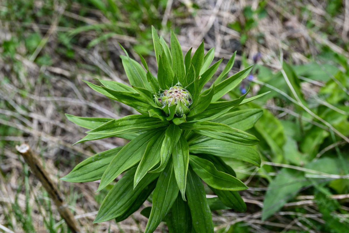 Изображение особи Lilium pilosiusculum.