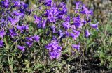 Campanula hohenackeri