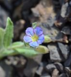 Nonea versicolor