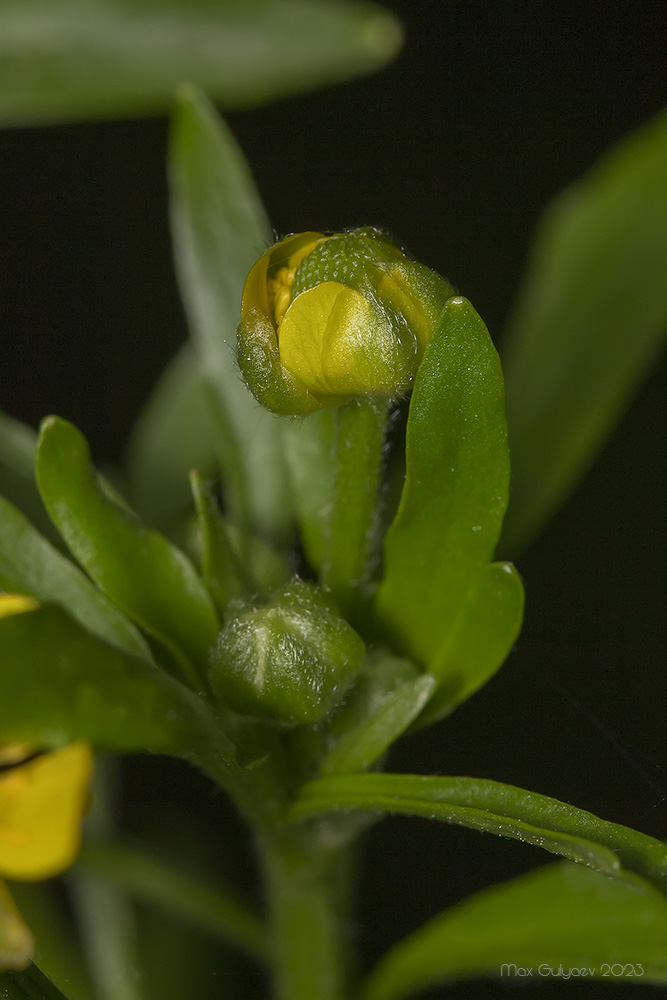 Image of Ranunculus sceleratus specimen.
