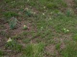 Juno orchioides. Цветущие растения. Казахстан, Угамский хребет, ущелье реки Сазаната. 30.04.2006.
