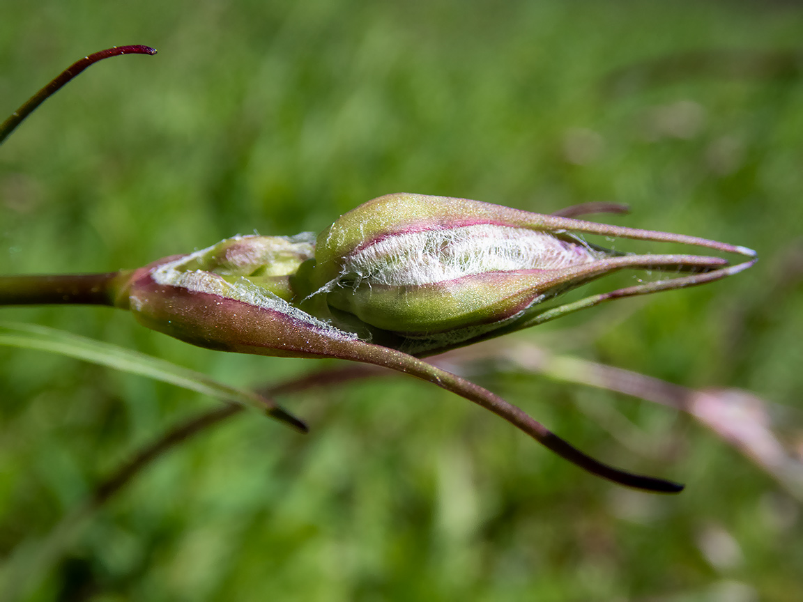 Изображение особи Viscaria vulgaris.