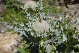 Cirsium cephalotes. Верхушка побега с развивающимся соцветием и мухой из семейства тахин (Tachinidae). Кабардино-Балкария, Эльбрусский р-н, долина р. Адырсу, высота 1580 м н.у.м., около грузового подъемника, подножие скалы. 25 июля 2022 г.