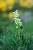 Dactylorhiza romana подвид georgica. Цветущее растение. Краснодарский край, Туапсинский р-н, Главный Кавказский хр., окр. горы Семиглавая, высота 1400 м н.у.м., субальпийский луг. 27.05.2023.