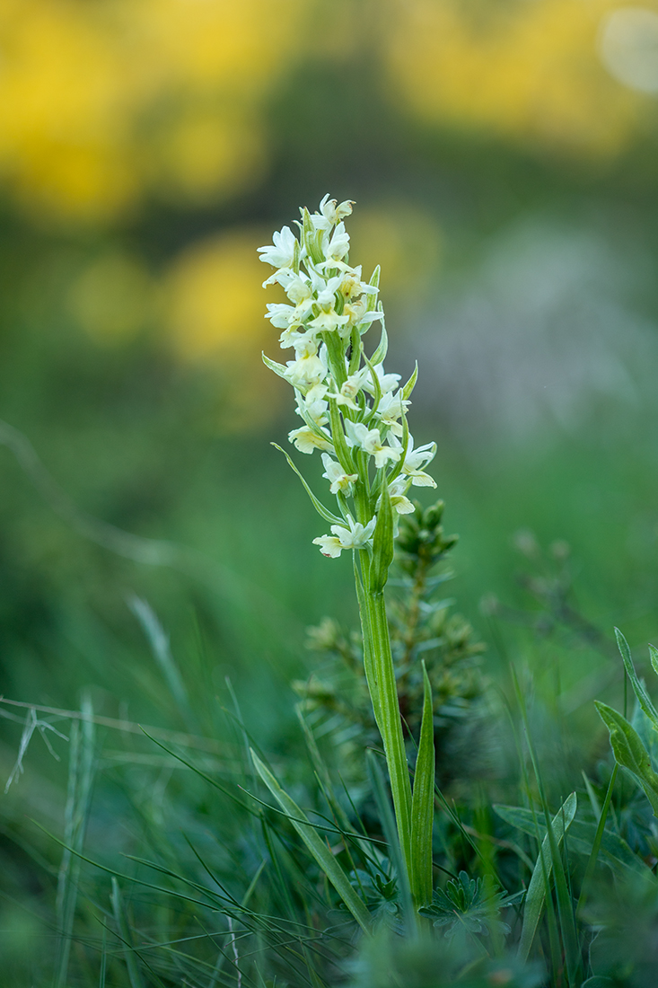 Изображение особи Dactylorhiza romana ssp. georgica.