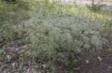 Gypsophila paniculata
