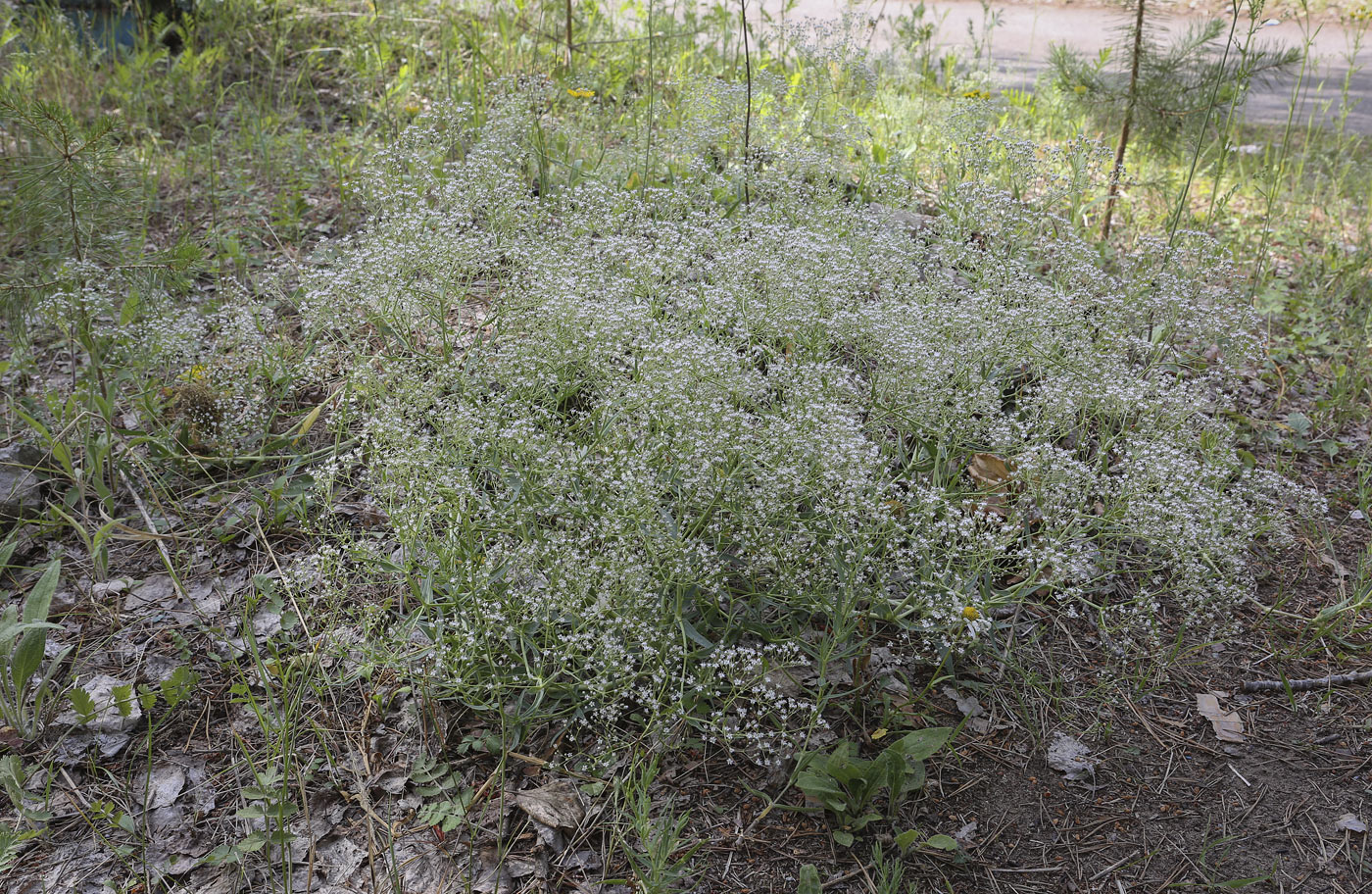 Изображение особи Gypsophila paniculata.