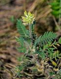 Oxytropis pilosa