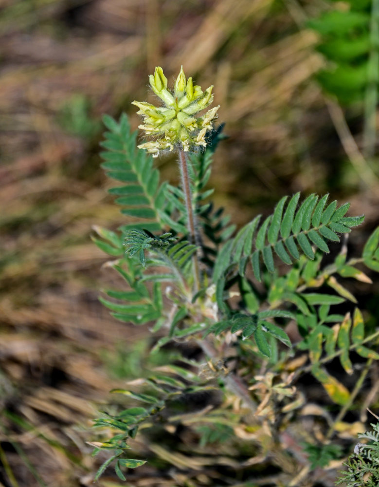 Изображение особи Oxytropis pilosa.