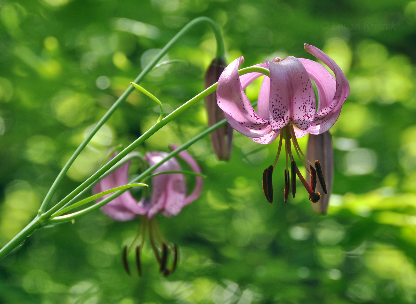 Изображение особи Lilium cernuum.