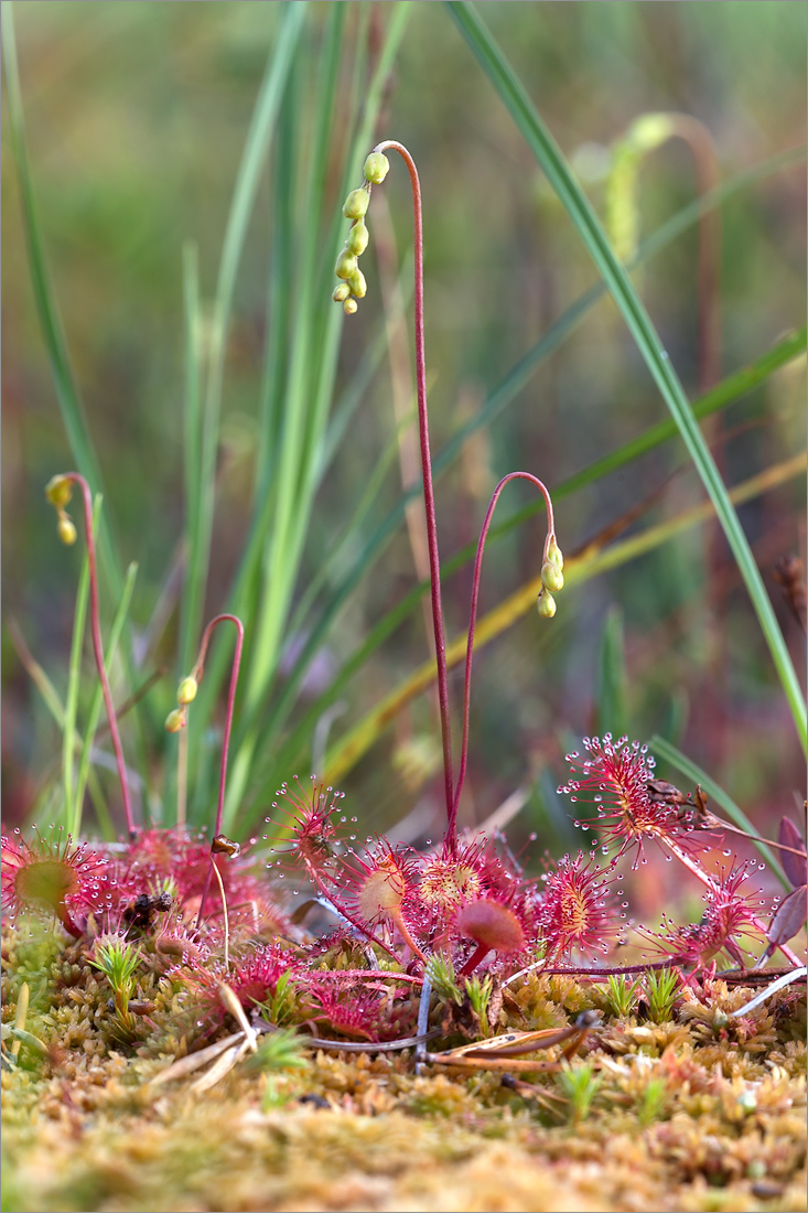 Image of Drosera rotundifolia specimen.