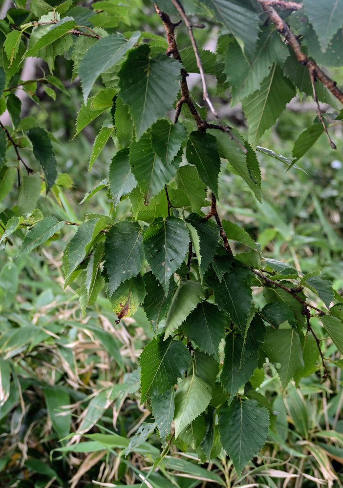 Изображение особи Betula ermanii.