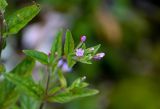 genus Epilobium. Верхушка побега с соцветием. Курильские о-ва, о-в Итуруп, Плачущие скалы, каменистый берег ручья. 23.08.2023.