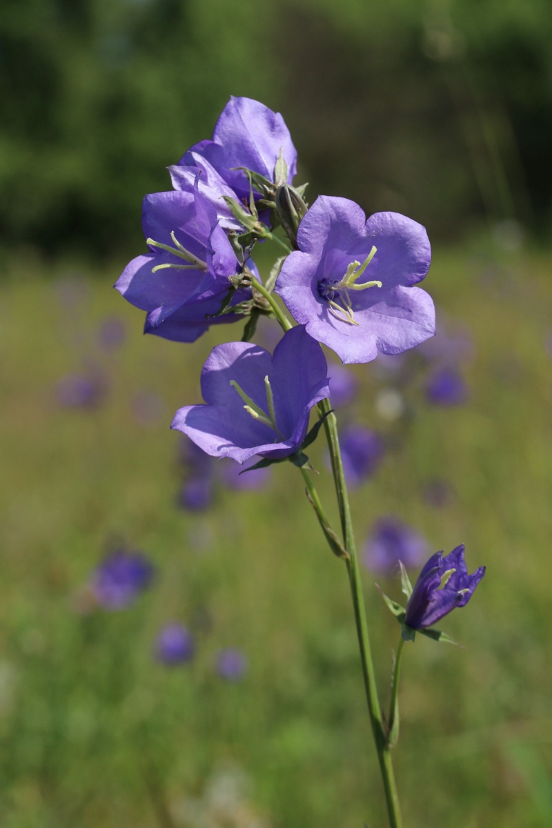 Изображение особи Campanula persicifolia.