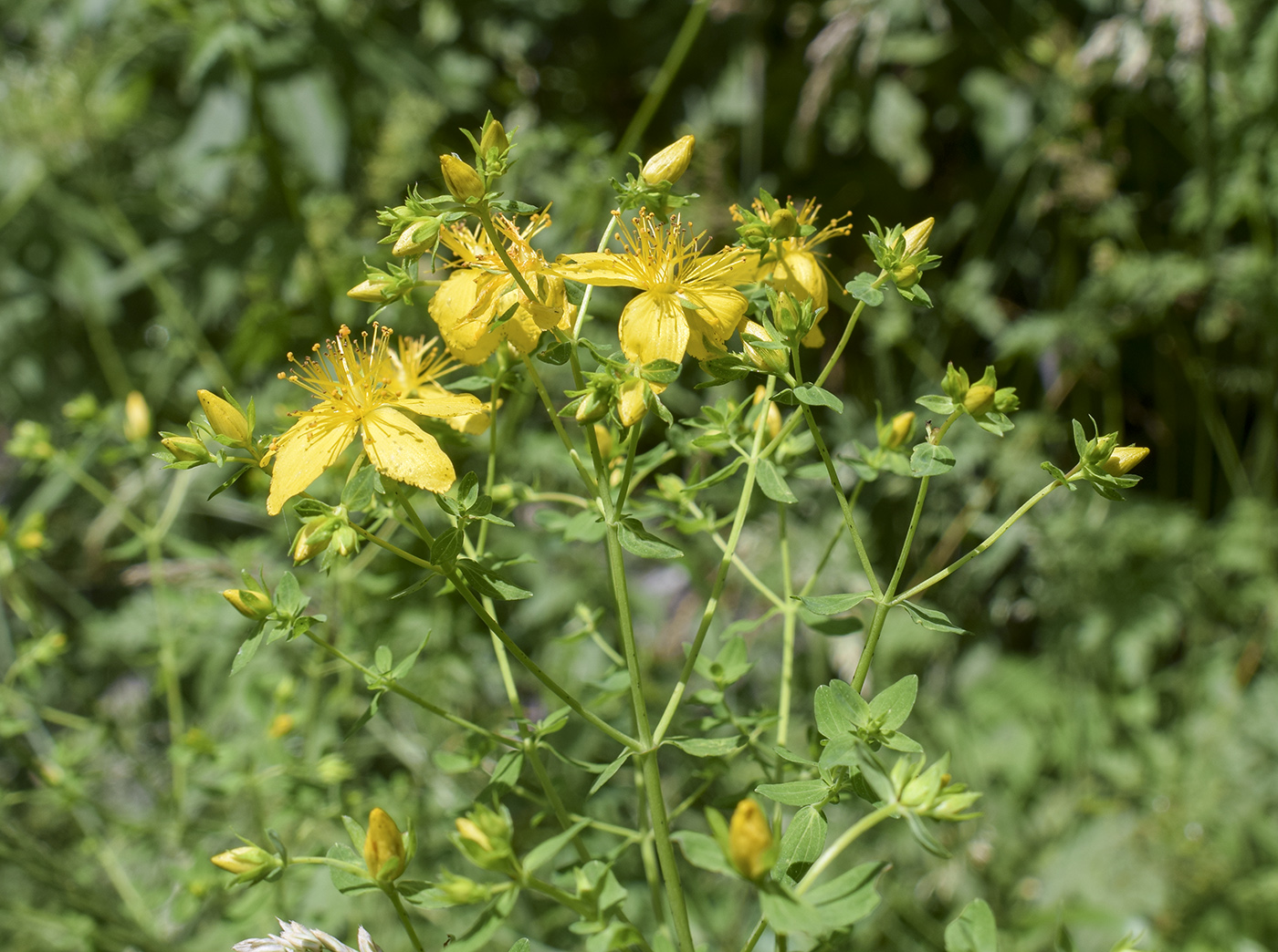 Изображение особи Hypericum perforatum.