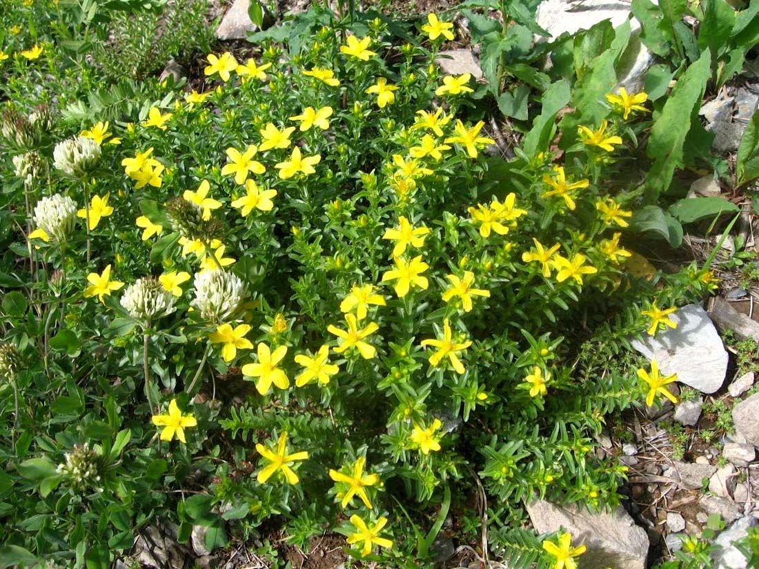 Изображение особи Hypericum orientale.