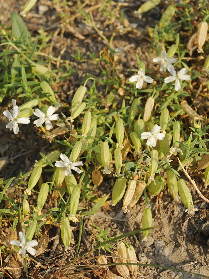Image of Oberna procumbens specimen.