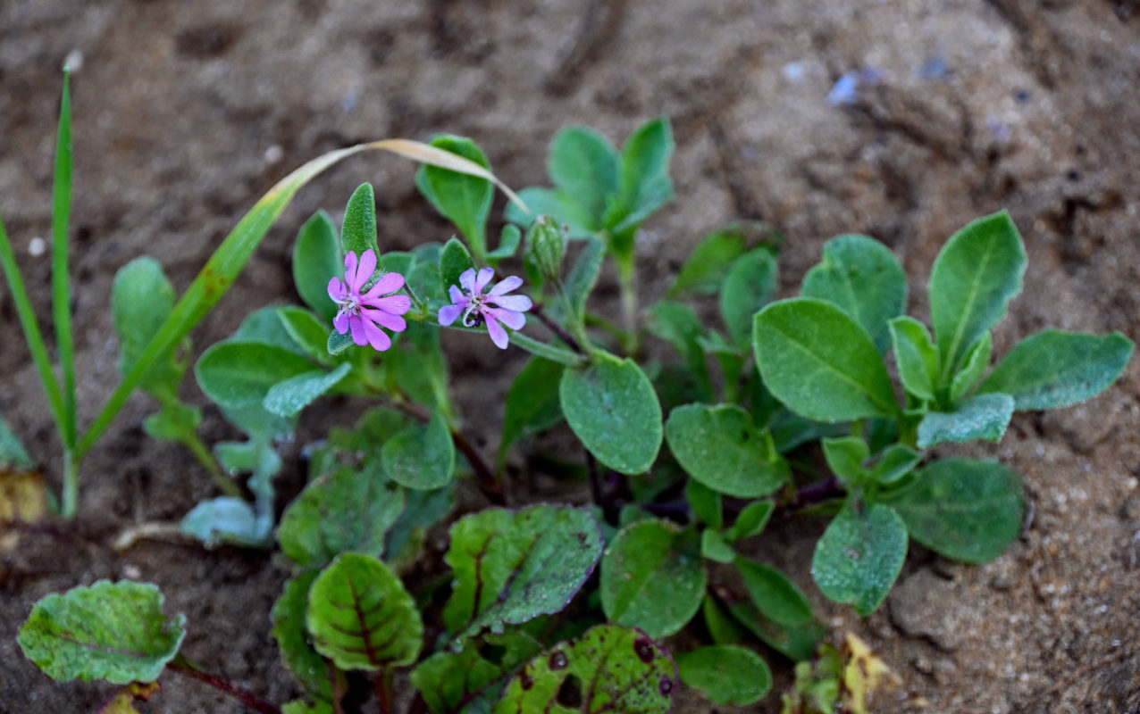 Image of Silene colorata specimen.